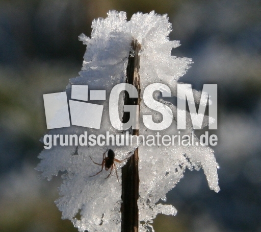 Winterimpressionen 037.jpg